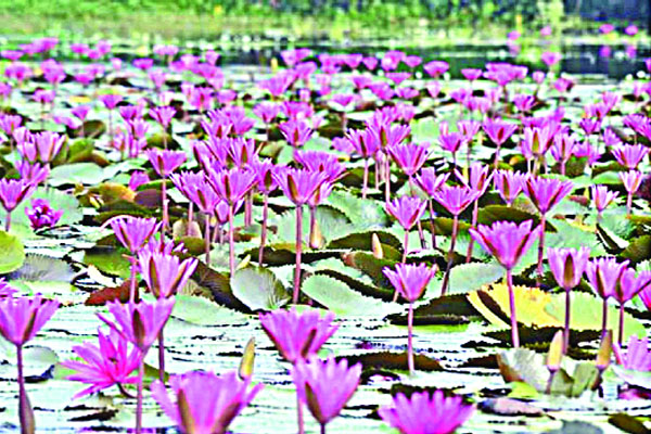এ যেন এক শাপলার রাজ্য