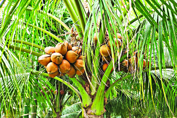 ভিয়েতনামের নারকেলে বাজিমাত