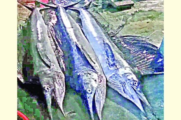 জেলের জালে তিন সেইল ফিশ
