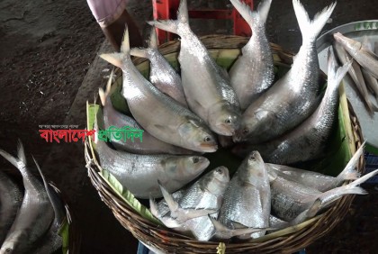 ভারতে ইলিশ রপ্তানি স্থায়ীভাবে বন্ধে ব্যবস্থা নিতে আইনি নোটিশ