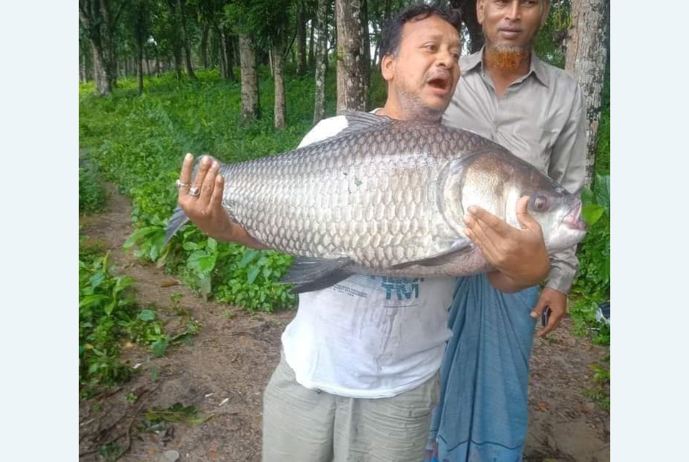 বড়শিতে ধরা পড়লো ৩০ কেজির কাতল মাছ  
