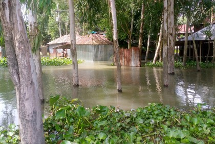 বগুড়ায় যমুনা নদীর পানি স্থিতিশীল