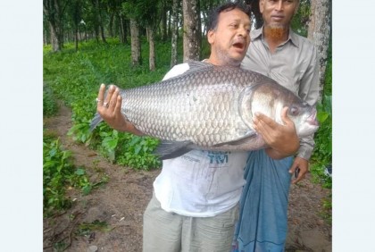 বড়শিতে ধরা পড়লো ৩০ কেজির কাতল মাছ  