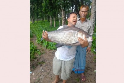 দুর্গাসাগর দিঘিতে বড়শিতে ধরা পড়লো ৩০ কেজির কাতলা