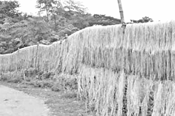 লালমনিরহাটে পাটের দাম পাচ্ছেন না চাষি
