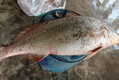 ৩৩ কেজির পোপা মাছের দাম হাঁকানো হয়েছে ৭ লাখ টাকা