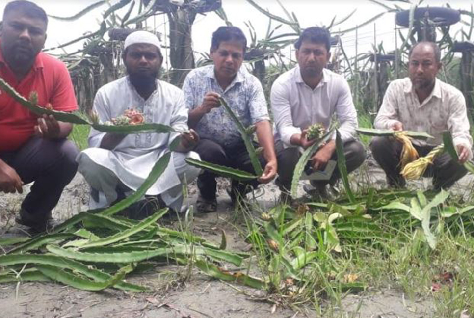 রাতের আঁধারে কাটা হলো ড্রাগন ফলের গাছ!