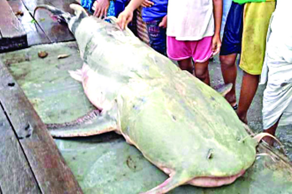 তিস্তায় ধরা ৯১ কেজি বাঘাইড়
