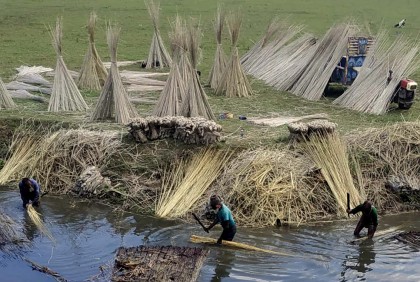 কেন পাটের ভালো দামেও নাখোশ কৃষক? 