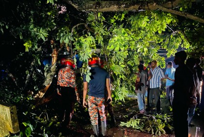 গাড়ির ওপর ভেঙে পড়ল বিশাল আকৃতির গাছ, গুরুতর আহত চালক