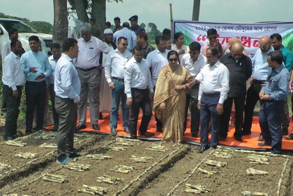 আখের উৎপাদন বাড়লে চিনিকলগুলোতে মাড়াই চালু করা সম্ভব হবে: শিল্প সচিব