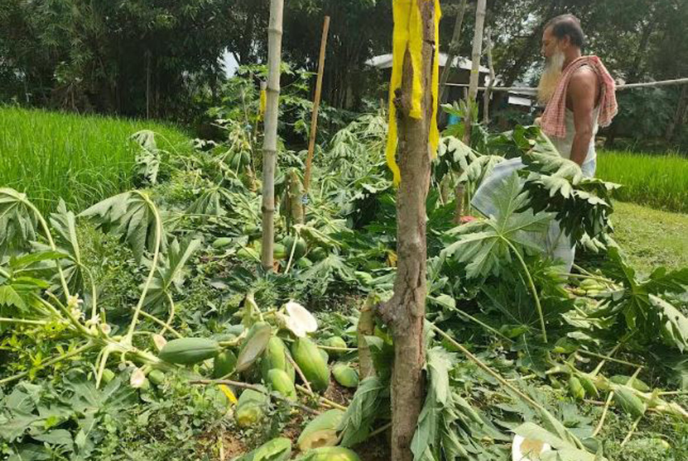 শত্রুতার জেরে গাছের সাথে এ কেমন বর্বরতা