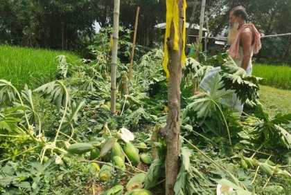 শত্রুতার জেরে গাছের সাথে এ কেমন বর্বরতা