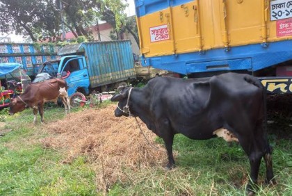 কালিয়াকৈরে থানায় মালিকবিহীন দুই গরু
