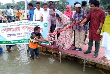বগুড়ায় পোনামাছ অবমুক্ত 
