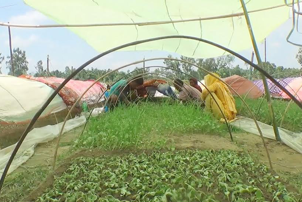 কুড়িগ্রামে আগাম শীতকালীন সবজি চাষ 