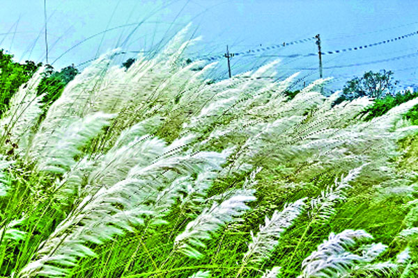 শুভ্রতা ছড়াচ্ছে কাশফুল