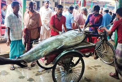 জেলেদের জালে ৫ মণ ওজনের ব্ল্যাক মার্লিন মাছ