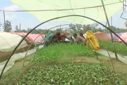 কুড়িগ্রামে আগাম শীতকালীন সবজি চাষ 