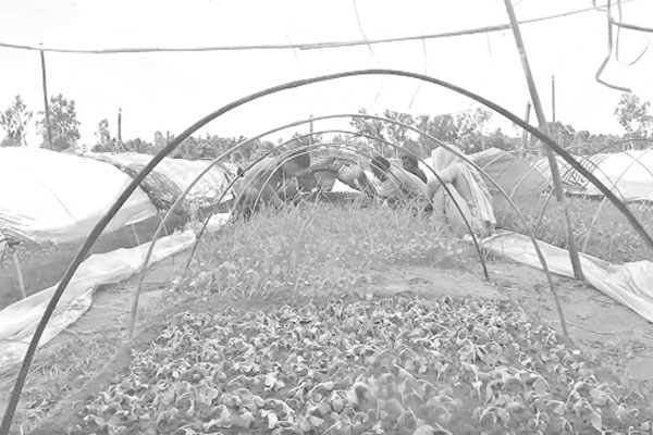 সার-বীজের মূল্য বৃদ্ধিতে হতাশ সবজি চাষিরা
