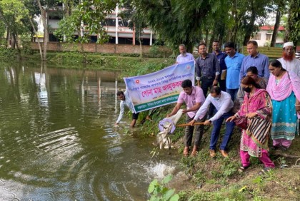 ফুলপুরের বিভিন্ন পুকুরে ৪০০ কেজি পোনা মাছ অবমুক্ত