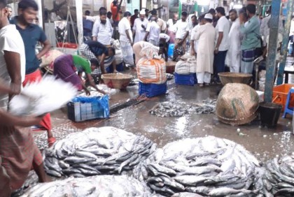 চাঁদপুরে আমদানি বাড়লেও কমেনি ইলিশের দাম