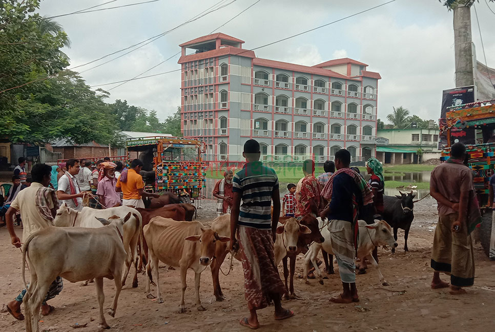 স্কুল মাঠে গরু-ছাগলের হাট, শিক্ষা কার্যক্রম ব্যাহত