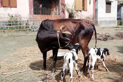 এক গাভীর দুই বাছুর পেয়ে কৃষক খুশি