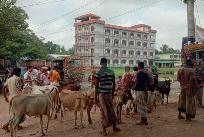 স্কুল মাঠে গরু-ছাগলের হাট, শিক্ষা কার্যক্রম ব্যাহত
