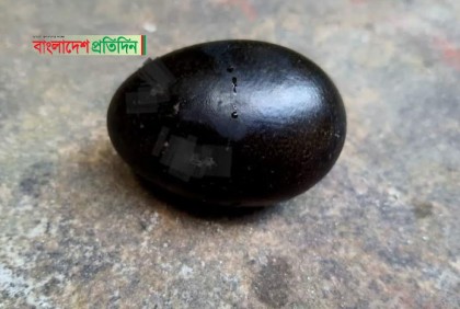 পাতিহাঁসের কালো ডিম!