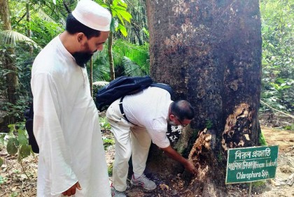 লাউয়াছড়ায় মারা যাওয়া ‘আফ্রিকান টিকওক’ গাছের নমুনা সংগ্রহ