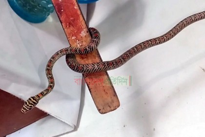 কলাপাড়ায় বিলুপ্ত প্রজাতির সাপ উদ্ধার