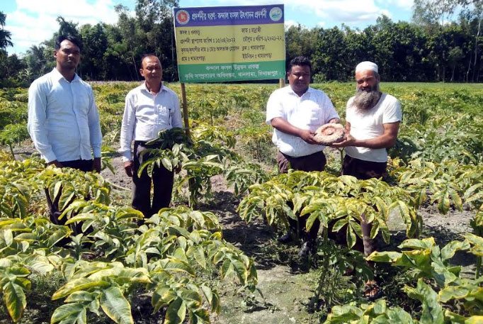 
দিনাজপুরে বাড়ছে মাদ্রাজি জাতের ওলকচুর চাষ