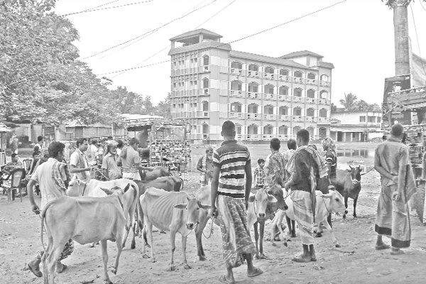 স্কুলমাঠে গরু-ছাগলের হাট শিক্ষাকার্যক্রম ব্যাহত
