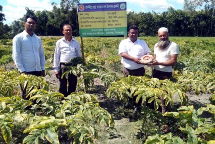 
দিনাজপুরে বাড়ছে মাদ্রাজি জাতের ওলকচুর চাষ