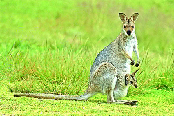 অবাক করা ক্যাঙ্গারু