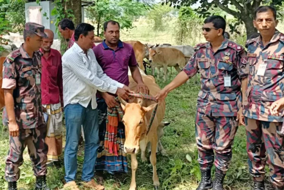 ঘাস খেতে খেতে ভারতে, ৫৮ গরু ফিরিয়ে এনে মালিকদের দিল বিজিবি