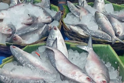 বরিশাল থেকে ভারতে গেল আরও ৮ টন ইলিশ