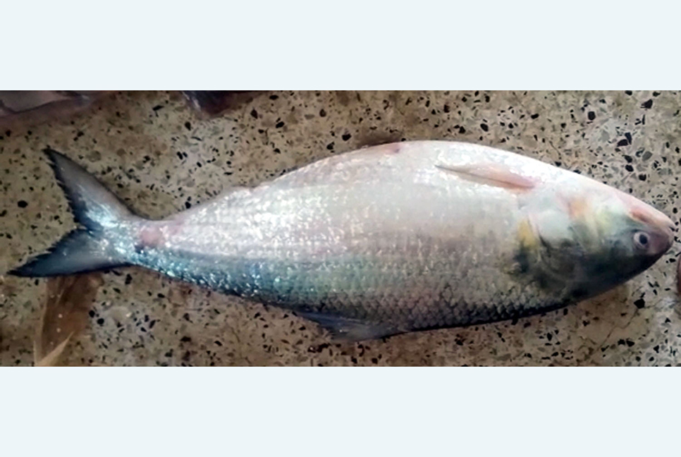 এক ইলিশের দাম ৫ হাজার!
