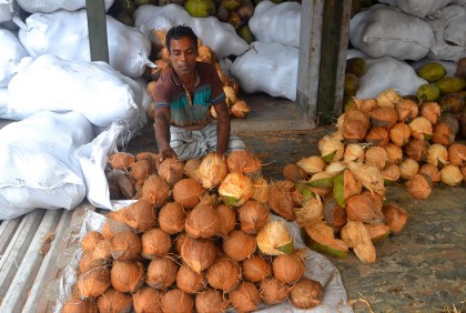 বগুড়ায় নারিকেলের দাম বেড়েছে