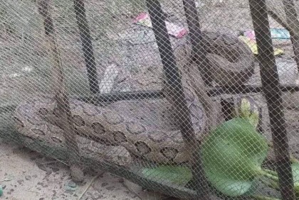 জেলের জালে বিষধর রাসেল ভাইপার সাপ