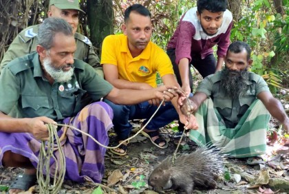 বিলুপ্তপ্রায় প্রজাতির শজারু লোকালয়ে