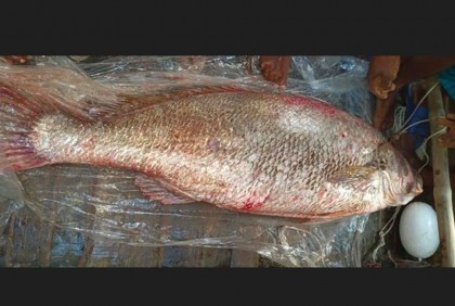 গভীর সাগরে পাওয়া গেল ৩২ কেজির বিরল সোনালী ভোল!