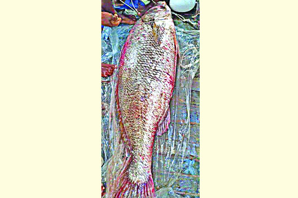 ৩২ কেজির সোনালি ভোল দাম ২৭ লাখ