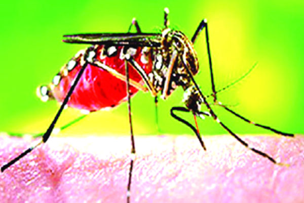 সংক্রমণে করোনাকে অনুসরণ করছে ডেঙ্গু