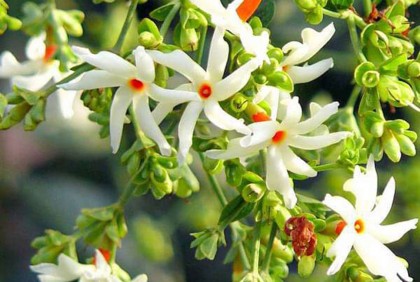 দুর্গাপূজার আগমনী বার্তা শিউলি ফুল 