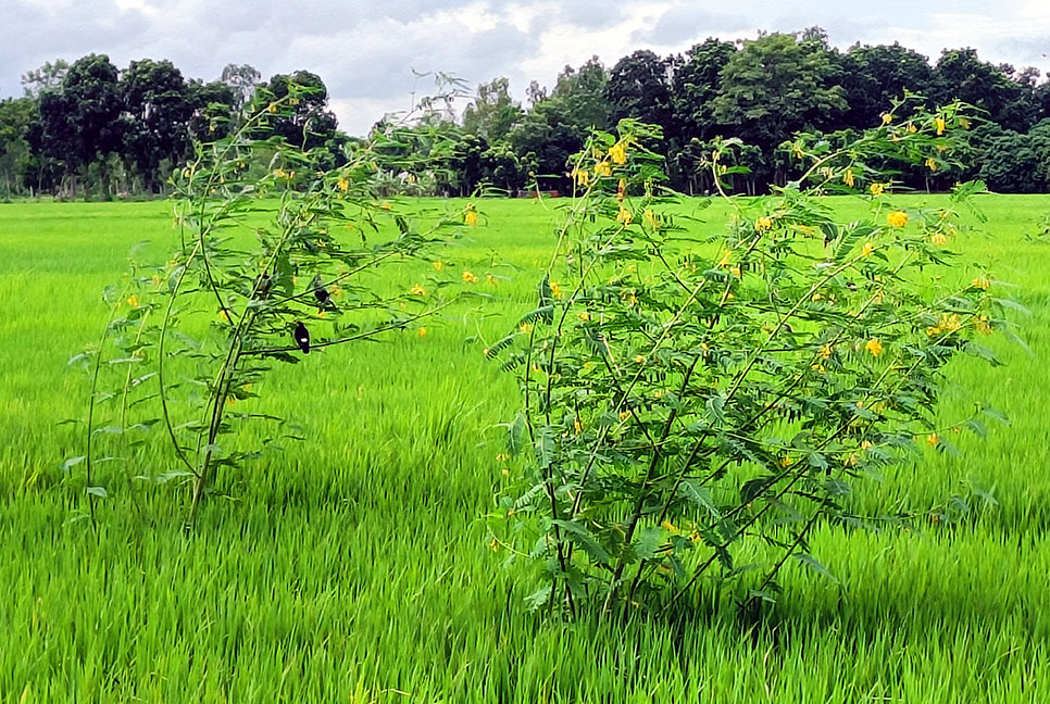 ধানের পোকা দমনে কৃষকপ্রিয় পার্চিং পদ্ধতি