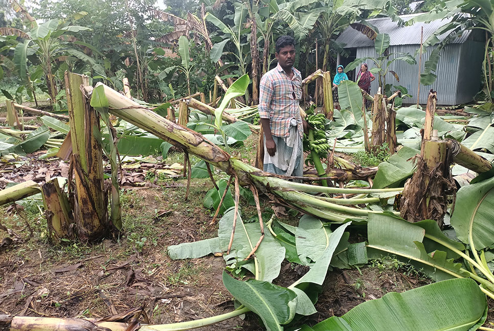 বাগান দেখে কাঁদলেন কৃষক