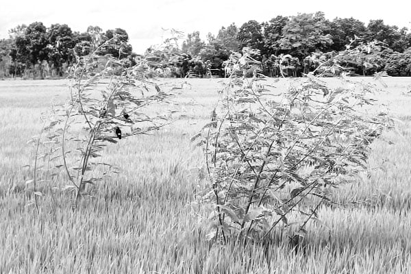 ধানের পোকা দমনে পার্চিং পদ্ধতি