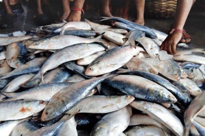 শুক্রবার থেকে ২২ দিন ইলিশ আহরণ বন্ধ